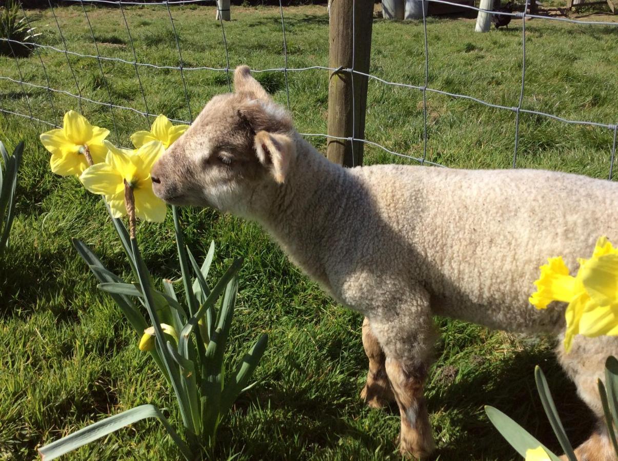 Copse Gate Farm Bed & Breakfast บริดพอร์ต ภายนอก รูปภาพ